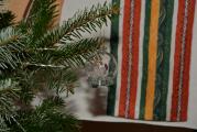 dsc_0551.jpg